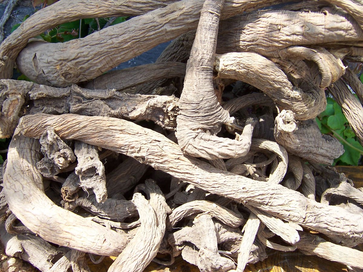 Raíces secas de genciana, uno de los amargos del vermut