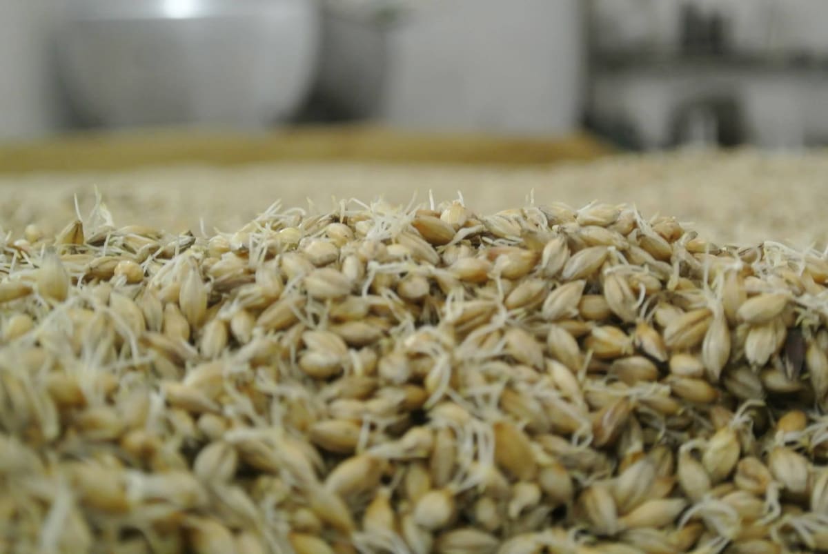 Cebada germinando durante el malteado